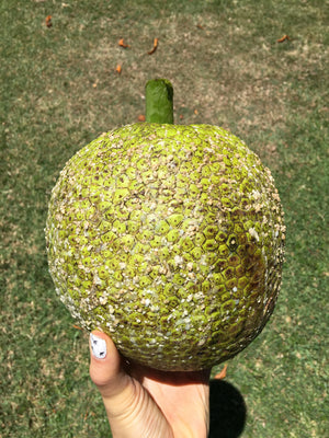 Single fresh breadfruit in Hawaii