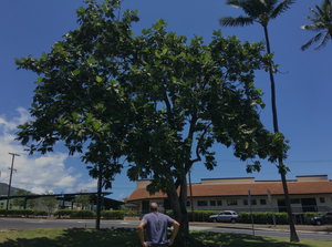 Large breadfruit tree in Maui, Hawaii