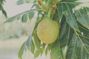 Breadfruit in a tree