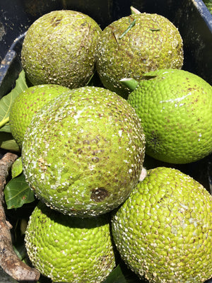 Fresh breadfruit from Hawaii
