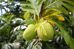 Breadfruit tree